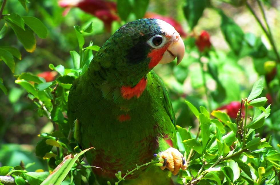 Cuban Amazon parrot on Grand Cayman Island