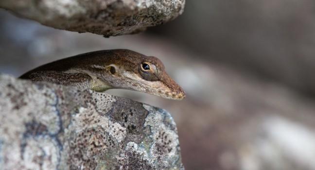 Anolis Gingivinus Looking from Stone Wall, Loterie Farm.