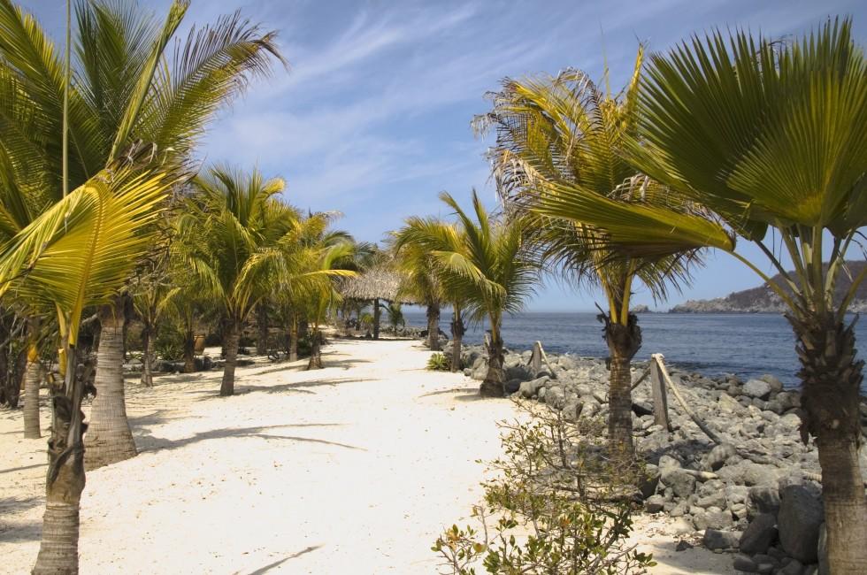 Palm trees at Los Gatos Beach Zihuatanejo, Mexico; 