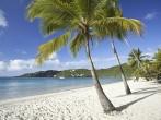 Coconut palms along Magens Bay beach on St. Thomas in US Virgin Islands;