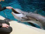 Las Vegas Secret Garden dolphin habitat.