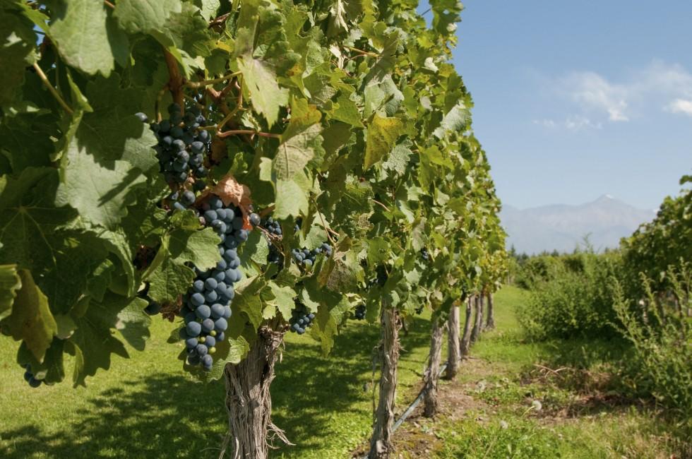 Vineyards of Mendoza, Argentina; 