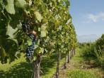 Vineyards of Mendoza, Argentina; 