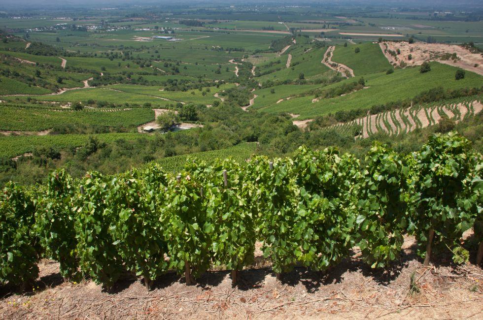 apalta valley wineyard