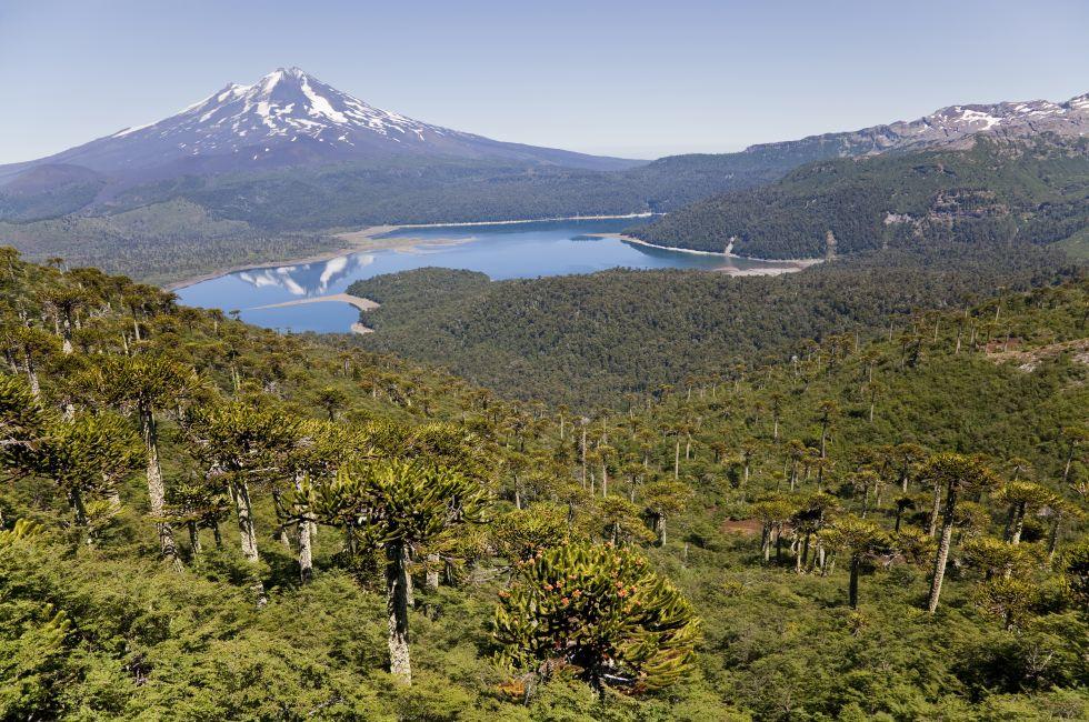 Llaima volcano from Conguillio national park, Chile