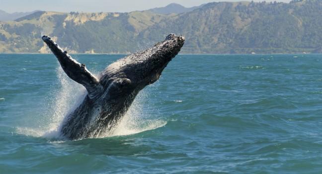 Massive humpback whale playing in water captured from Whale watching boat in K 