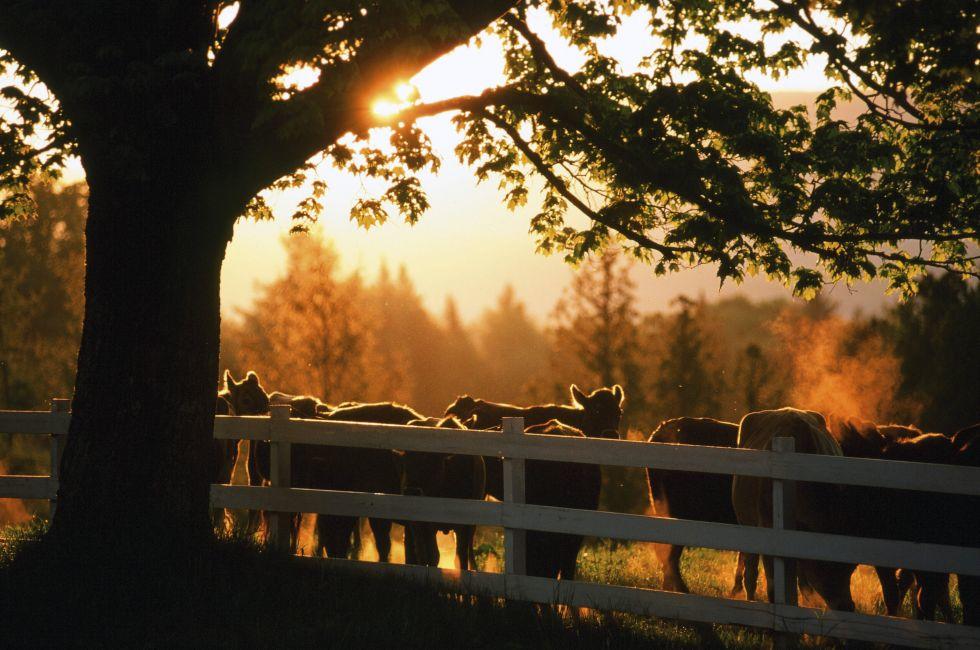Cows, Sunset, East Burke, Northern Vermont, Vermont, USA