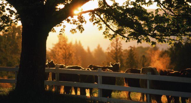 Cows, Sunset, East Burke, Northern Vermont, Vermont, USA