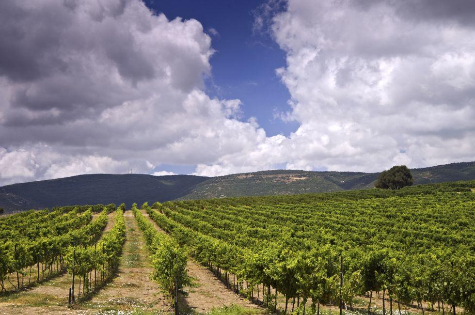 rolling vineyards in the Galilee Israel; 