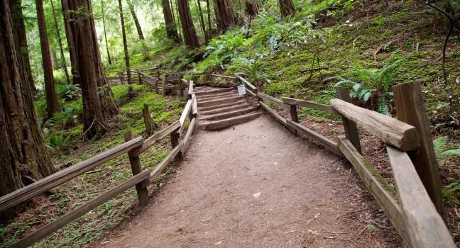 Trail through Muir Woods National Monument in San Francisco, California; 