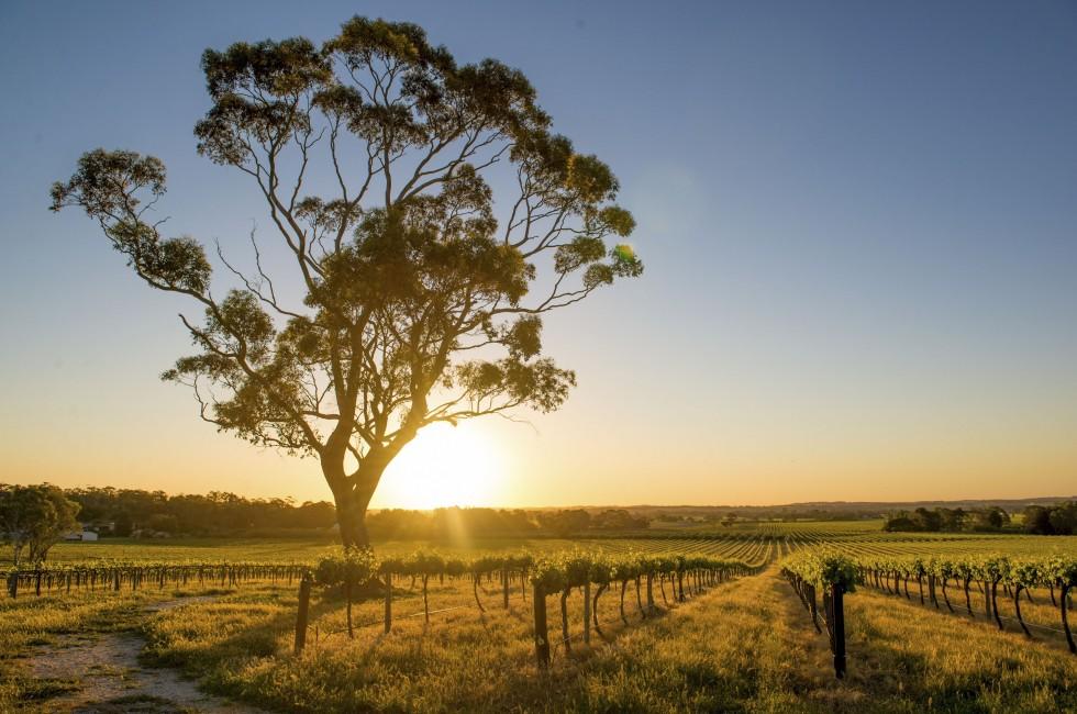 Beautiful sunset over Barossa Valley, South Australia
